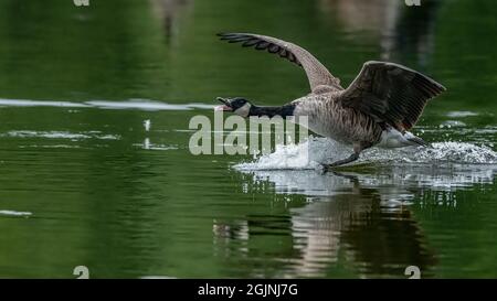 Eine Canada Goose (Branta canadensis) spritzt laut auf einen See in Kent Stockfoto