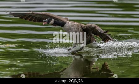 Eine Canada Goose (Branta canadensis) spritzt laut auf einen See in Kent Stockfoto