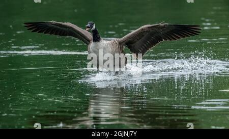 Eine Canada Goose (Branta canadensis) spritzt laut auf einen See in Kent Stockfoto