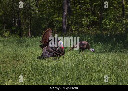 Wilde Truthähne aus dem Osten im Norden von Wisconsin. Stockfoto