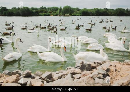 Ein See im Watermead Country Park, Leicester, voller Schwäne Stockfoto