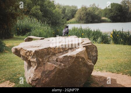 Eine Krähe auf einem Felsen mit Blick auf einen See im Watermead Country Park in Leicester Stockfoto