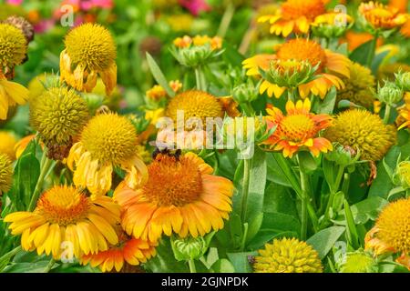 Die gewöhnliche östliche Bumblebee sammelt Pollen von einem Fleck von Indian Blanket-Blüten. Stockfoto