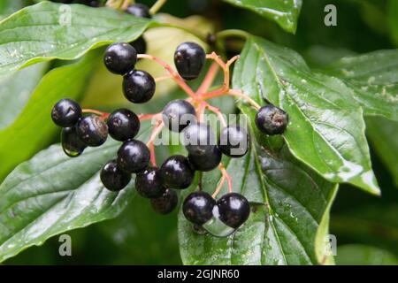 Bloody Dogwood Stockfoto