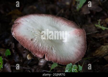 Gewöhnlicher Dogwood - sehr reife Beeren Stockfoto