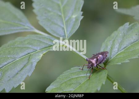 Rotbeiniger Shieldbug Stockfoto