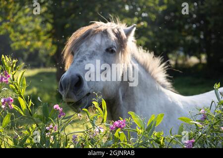 Isländisches Pferd füttert auf Garten Vetch Stockfoto