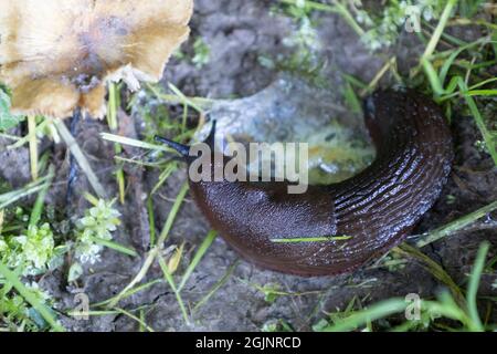 Roundback Slug nach dem Stecken Stockfoto