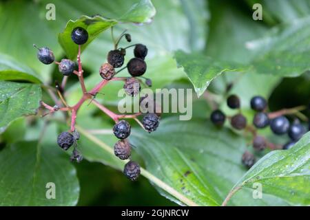 Gewöhnlicher Dogwood - sehr reife Beeren Stockfoto