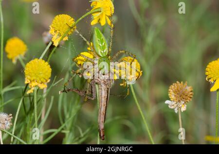 Grüne Luchs-Spinne, Peucetia viridans, Fütterung von gefangenem Räuber Fly, Asilidae der Familie, Gelber Schneezeweed, Helenium amarum Stockfoto