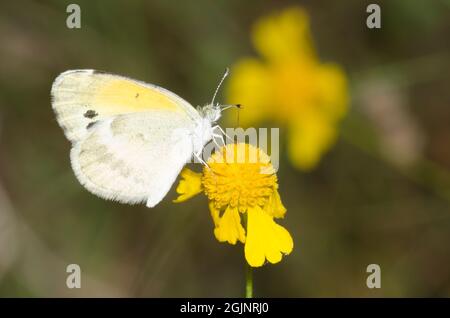Zierlicher Schwefel, Nathalis iole, Nektarierung aus Gelbem Niesen, Helenium amarum Stockfoto