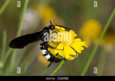 Doppelbanderige Skoliid-Wasp, Scolia bicincta, Nahrungssuche auf Gelbschneesilber, Helenium amarum Stockfoto