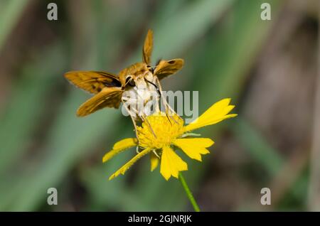 Feuriger Skipper, Hylephila phyleus, weibliche Nektarierung von Gelben Schneezew, Helenium amarum Stockfoto