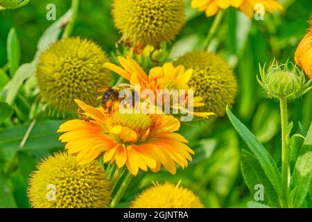 Die gewöhnliche östliche Bumblebee sammelt Pollen von einem Fleck von Indian Blanket-Blüten. Stockfoto