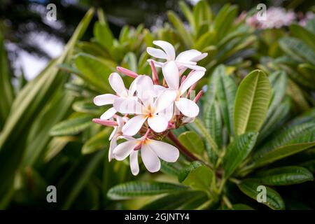 Hübsche rosa und weiße Plumeria-Blumen voller Farben auf einem Busch auf der Insel Kauai, Hawaii. Stockfoto