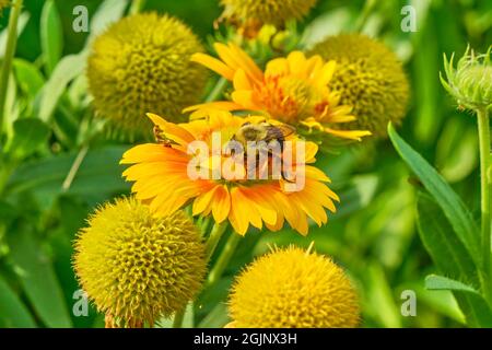 Die gewöhnliche östliche Bumblebee sammelt Pollen von einem Fleck von Indian Blanket-Blüten. Stockfoto