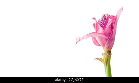 Tropische Blume rosa Fackel Ingwer (Etlingera elatior oder zingiberaceae), isoliert auf weißem Hintergrund mit Kopierraum Stockfoto