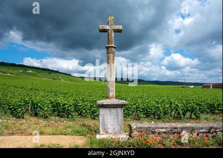 Luftblick auf die von Mauern umgebenen grünen Grand Cru- und Premier Cru-Weinberge mit Reihen von Pinot Noir-Weintrauben in Cote de Nuits, die aus berühmten Rot- und Weißtönen hergestellt werden Stockfoto