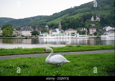 Weißer Schwanenvögel, der grünes Gras auf der Mosel grast, mit Blick auf die alte Stadt Trarbach, Deutschland Stockfoto