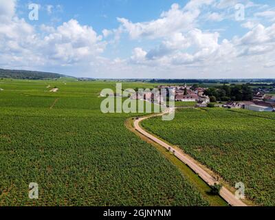 Luftblick auf grüne Grand Cru- und Premier Cru-Weinberge mit Reihen von Pinot Noir-Trauben in Cote de nuits, die aus berühmten roten und weißen Burgun hergestellt werden Stockfoto