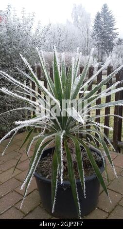 Vertikale Aufnahme einer Topfpflanze, die an einem kalten Wintertag mit Frost bedeckt ist Stockfoto