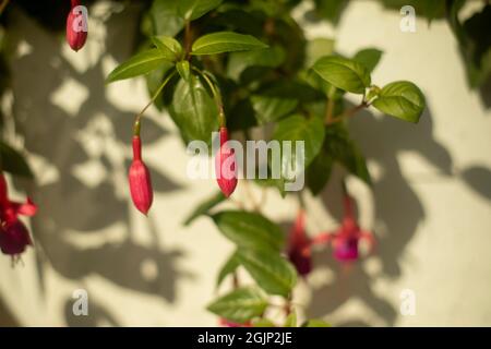 Blumen im Garten. Urbane Dekoration mit Blumen. Blumengarten. Stockfoto