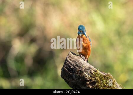 Kingfisher thronte auf dem Holzstamm und wartete darauf, ins Wasser zu tauchen. Stockfoto