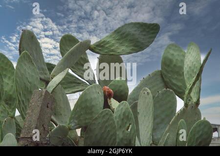 SES SALINES, MALLORCA, SPANIEN - 15. APRIL 2019: Kakteen und Sukkulenten im Park Botanicactus im April Stockfoto