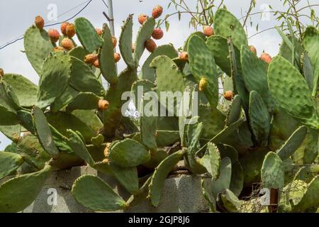 Kleiner Kaktus im Topf isoliert auf weißem Hintergrund. Stockfoto