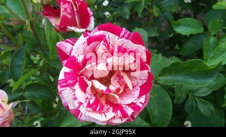 Nahaufnahme einer blühenden exotischen rosa Rose Stockfoto