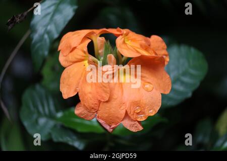 Ein Strauß orange blühender Blumen nach dem Regen Stockfoto