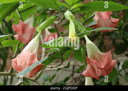 Trompetenblüte mit blühenden Trompetenblüten Stockfoto