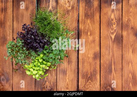 Mehrere Arten von Mikrogrüns auf einem hölzernen Hintergrund. Microgreens verschiedener Sorten auf einem hölzernen Hintergrund. Stockfoto