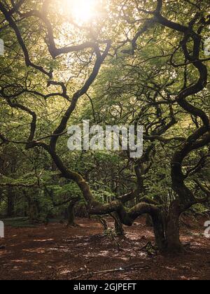 Landschaftsfoto eines seltsamen und magisch aussehenden Baumes in der Sommersaison Stockfoto