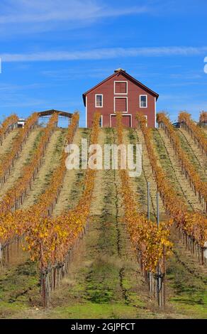 Die Weinberge von Teldeschi und eine rote Scheune im Family Wineries Tasting Room - wunderschöne Herbstlandschaft im Dry Creek AVA, Healdsburg (Sonoma) CA Stockfoto