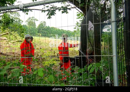 Aylesbury, Buckinghamshire, Großbritannien. September 2021. HS2 bewegten heute Morgen Fechten, als sie sich darauf vorbereiteten, weitere Bäume zu zerstören. Quelle: Maureen McLean/Alamy Live News Stockfoto