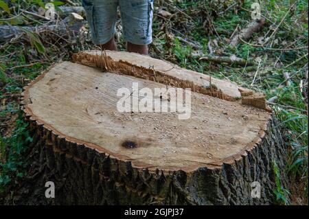 Aylesbury, Buckinghamshire, Großbritannien. September 2021. Der Stumpf eines anderen Baumes wurde von HS2 gefällt. Die Hochgeschwindigkeitsbahn gefährdet 108 uralte Wälder. Quelle: Maureen McLean/Alamy Live News Stockfoto