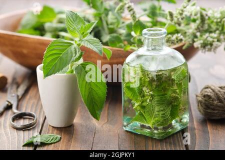 Flasche Infusion oder Öl aus Minzblättern und Blütenpfefferminze. Mörser aus frischen Minzblättern. Holzschale der Mentha piperita-Medina-Pflanze Stockfoto