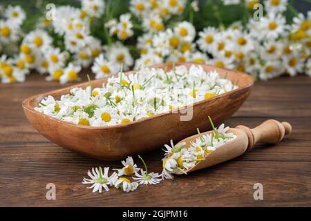 Holzschale mit gerupften Gänseblümchen, Holzlöffel Kamillenknospen und Blumenstrauß auf dem Hintergrund. Alternative Medizin. Stockfoto