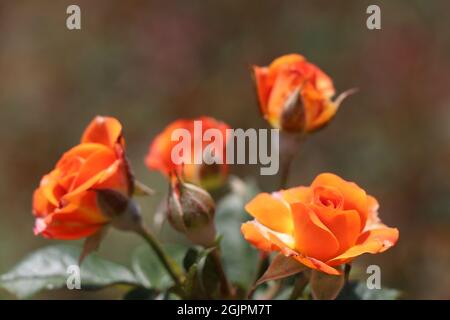 Blühende orangefarbene Rosen mit Knospen Stockfoto