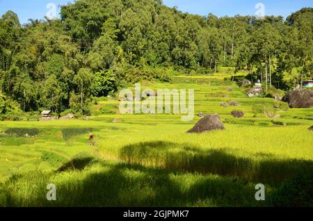 Reisterrassen In Indonesien. Terrasse Reisfelder, Indonesien. Grünes Cascade-Reisfeld. Panoramafotografie Stockfoto