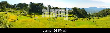 Reisterrassen In Indonesien. Terrasse Reisfelder, Indonesien. Grünes Cascade-Reisfeld. Panoramafotografie Stockfoto