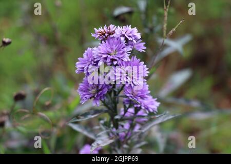 Ein Strauß lila Blüten blüht Stockfoto