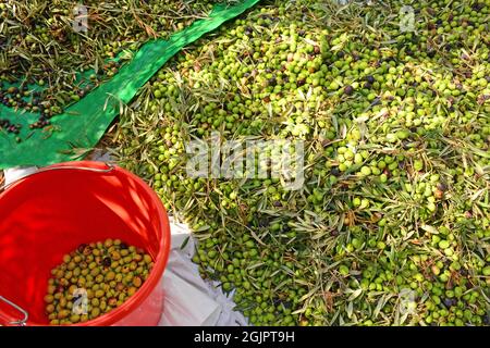 Frisch gepflückte Oliven auf dem Boden des Obstgartens Stockfoto
