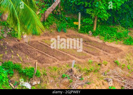 Bettgärten und Landwirtschaft am Rande des Mekong in Luang Prabang Laos. Stockfoto