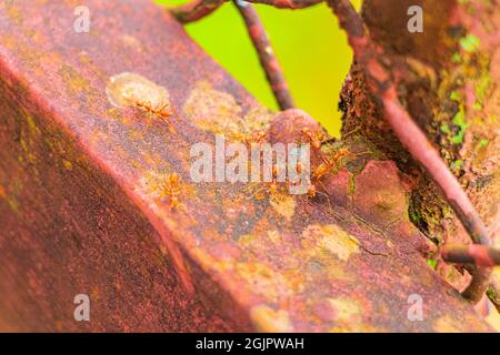 Rote asiatische Ameisen auf roten Metallbrücken in Luang Prabang Laos. Stockfoto