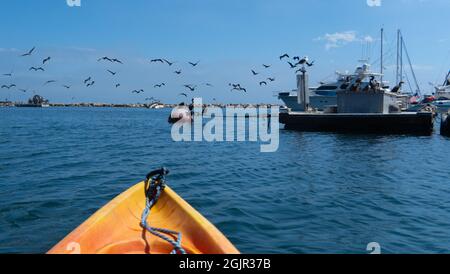 Eine Schar Pelikane fliegt über den Hafen von Santa Barbara, von einem Seekajak aus gesehen, in Santa Barbara, Kalifornien, USA Stockfoto