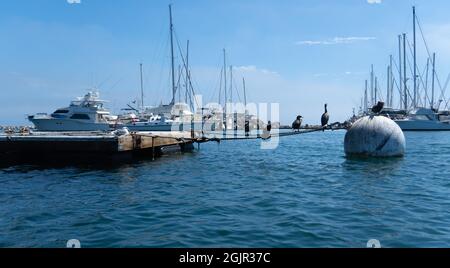 Kormorane halten an einem Seil fest, das an einer Boje in Santa Barbara Harbour, Santa Barbara, Kalifornien, USA, gebunden ist Stockfoto