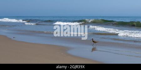 Ein marmorter Godwit (limosa fedoa) spaziert am Strand in Summerland, Kalifornien, USA Stockfoto