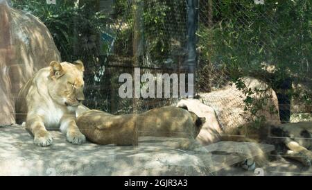 Drei afrikanische Löwen (Panthera leo) loungieren in ihrem Gehege im Santa Barbara Zoo, Santa Barbara, Kalifornien, USA Stockfoto